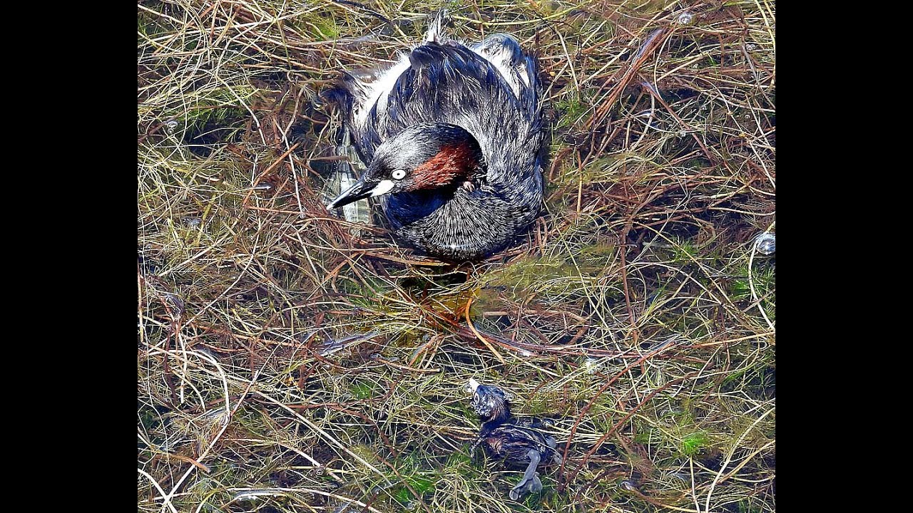 カイツブリの雛に悲劇が…