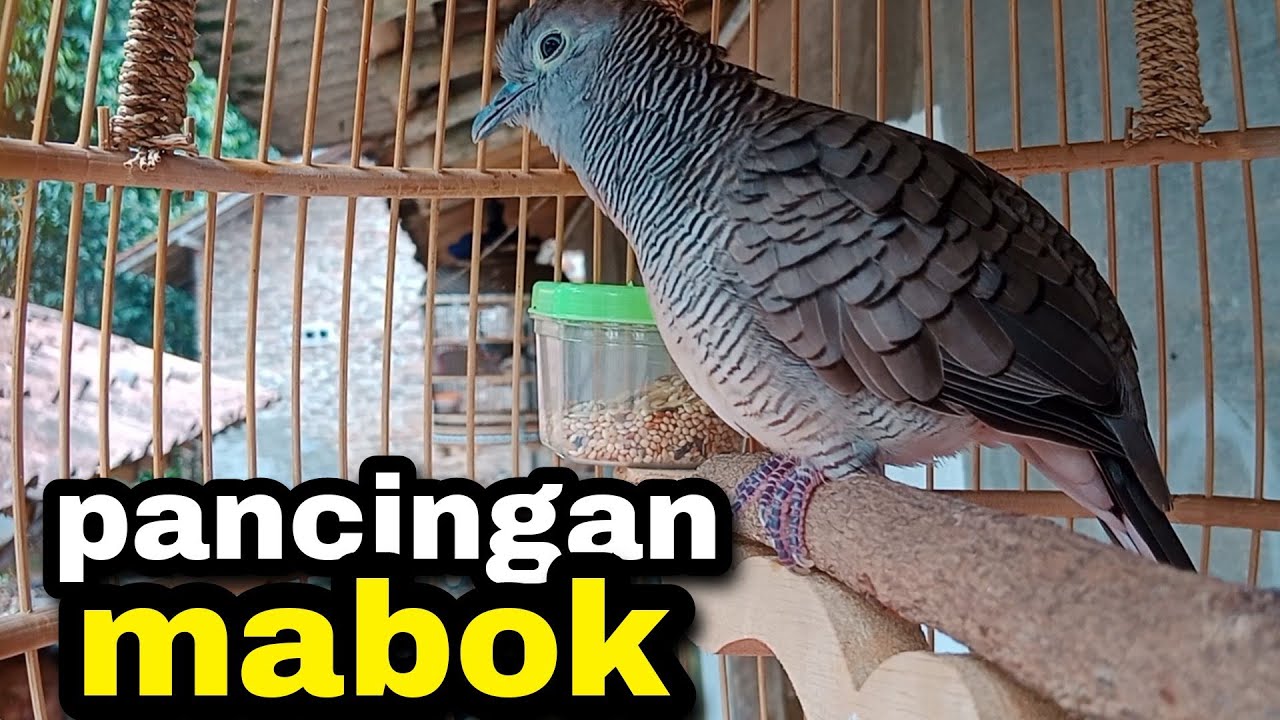 perkutut krosing gacoran campuran juara 1 di gantangan