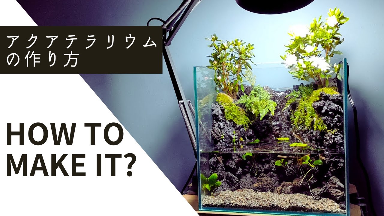 【アクアテラリウム作り方】花が咲く渓谷アクアテラリウムの作り方