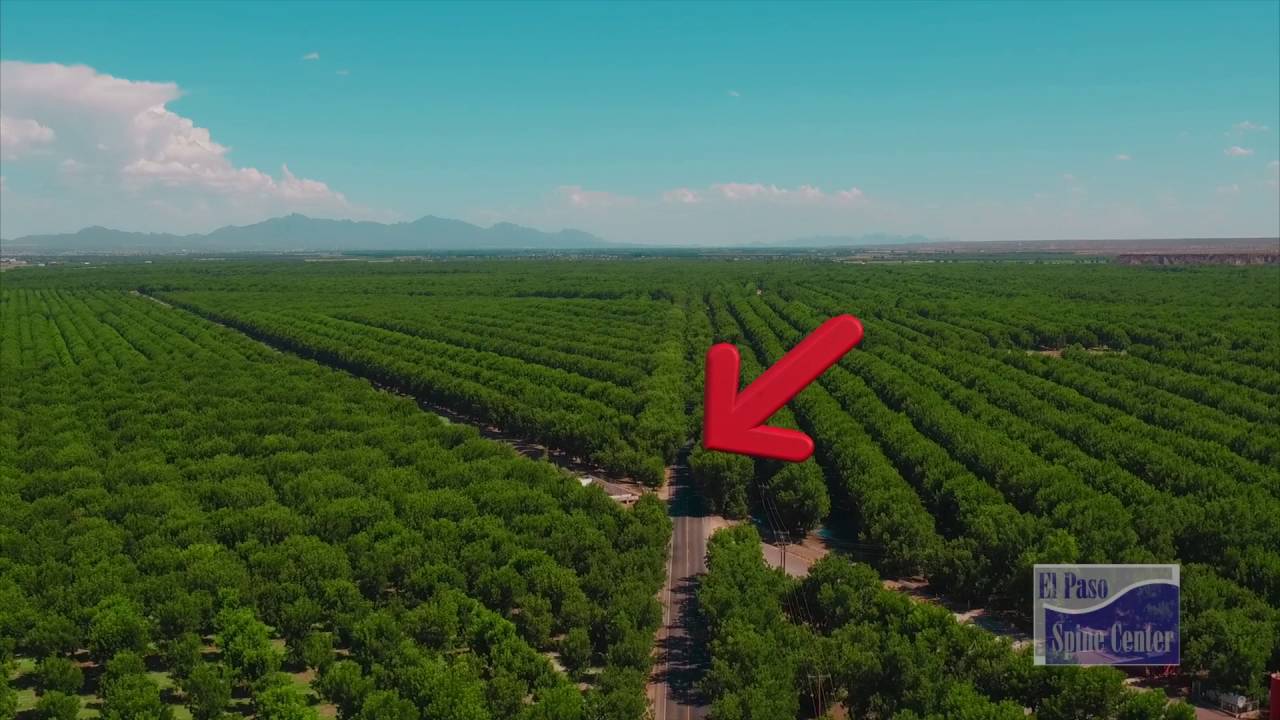 Pecan Orchards Mesilla New Mexico