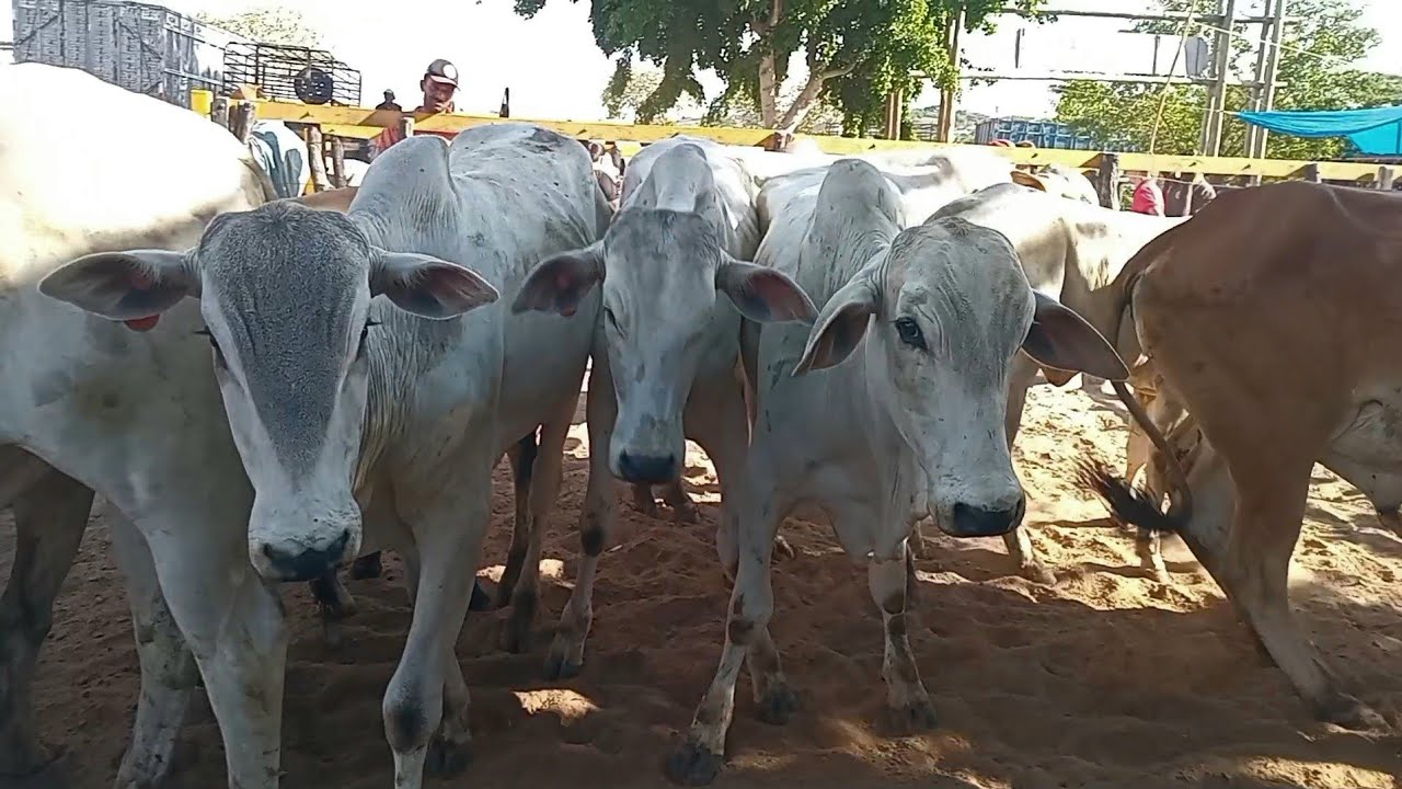 FEIRA DO GADO NO BOLA EM PANELAS_PE 15_03_2026 muito movimentada 
