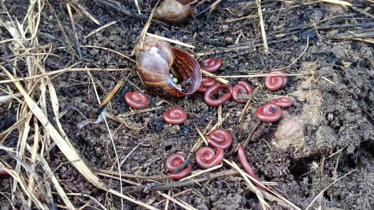 Video amazing one giant Millipede and many red milliped in the wet colony of wet colony of th Grass 