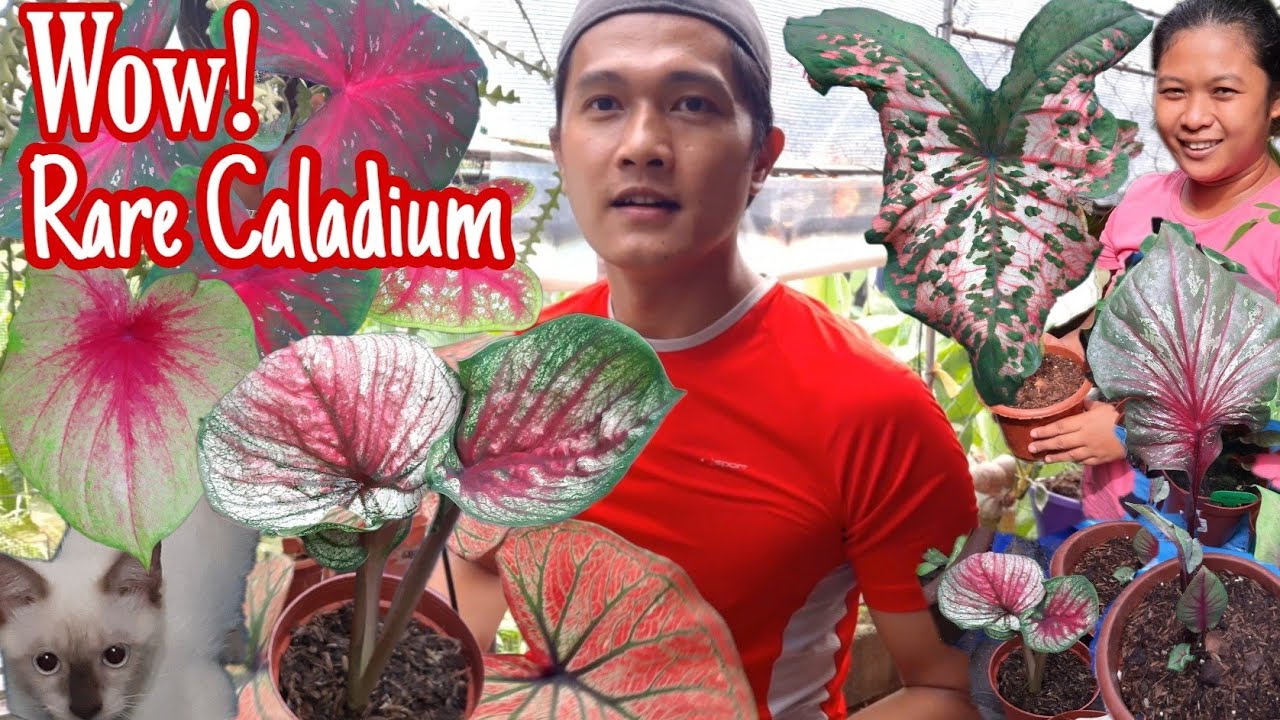 Pasilip Your Rare Caladium collection Ep.1 with JoanRam | Dodong Bisdak