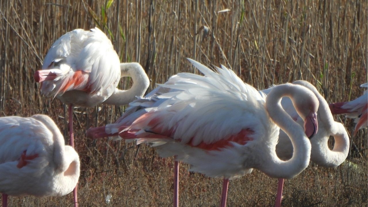 DENİZ KENARINDA YÜRÜYÜŞ VE PELİKANLARIN GÜZELLİĞİ | DOĞA VİDEOLARI 
