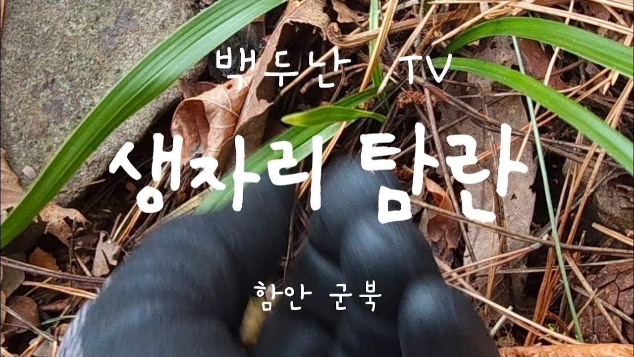 [산행일지]홍화반으로 느껴지는 서반? 만났습니다.^^