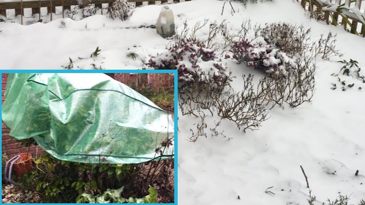 Planten in de tuin beschermen tegen de vorst.