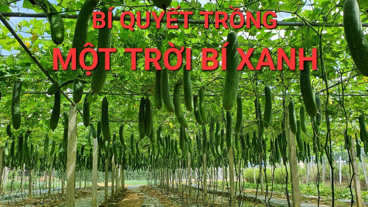 GIÀN BÍ XANH ĐẸP NHẤT THÁI NGUYÊN, NĂNG SUẤT 2 TẤN / 360 m2