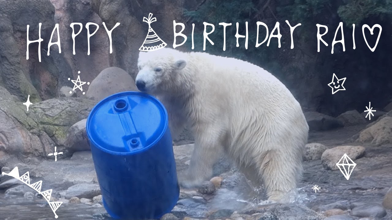 ホッキョクグマ「ライ」1歳の誕生日イベント｜青ドラムで遊ぶ親子の様子