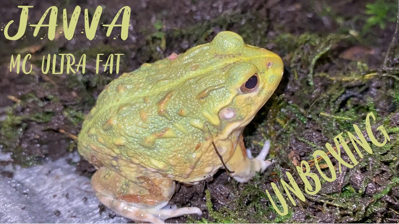 Pixie Frog Unboxing - Getting My Baby Pixie Frog