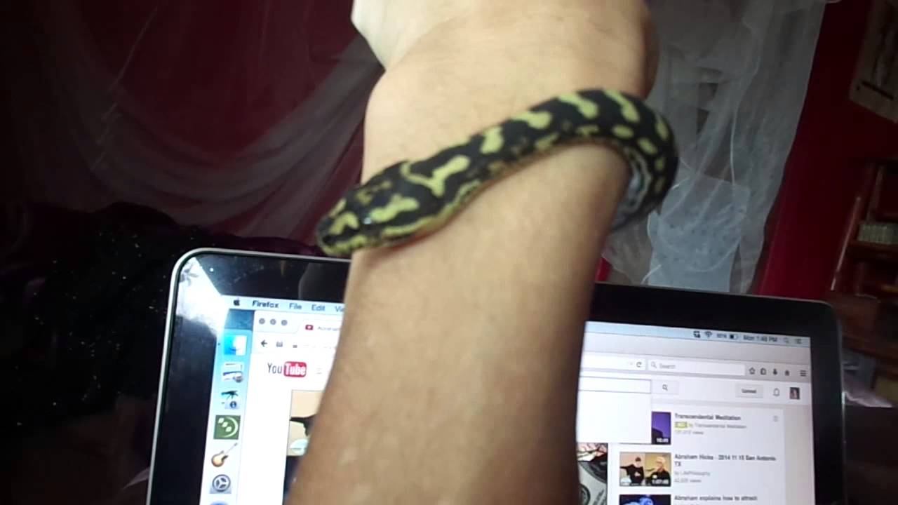 6 month old Diamond x Jungle Carpet python (female) Smaug
