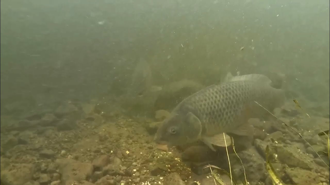 Hooking Monsters Below The Surface: Carp Fishing With Pallatrax Gear!