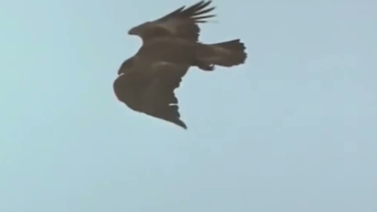 Eagle Attacks Fox Crazy Wild Animals