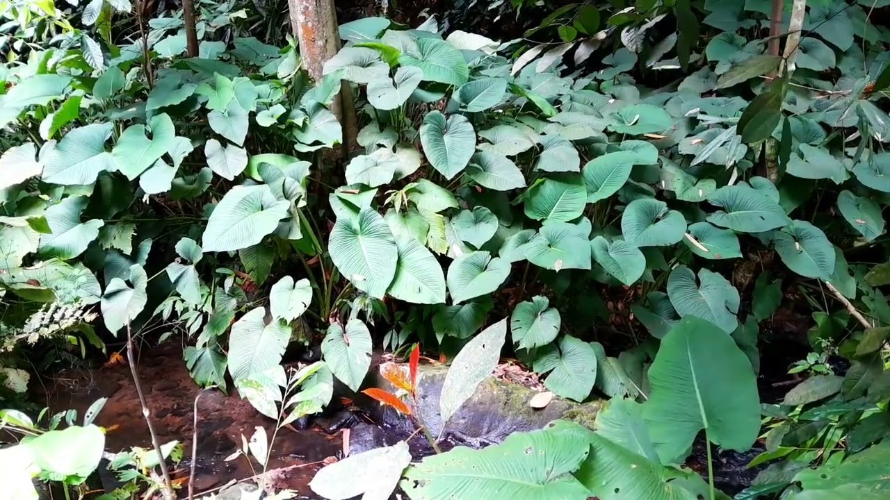 Hijau nya tumbuhan hutan dengan suara gemericik sungai mengalir tenang #suaraair #naturesounds 