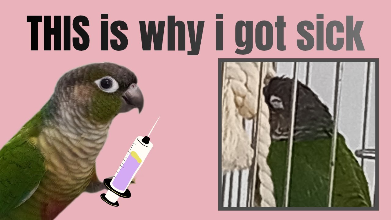 Common Parrot Care Mistakes You’re Probably Making!