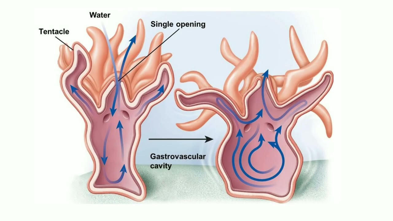 Coelenterata | Coelenterates | General character of Coelenterates | cnidaria | nematocyst | Class 11