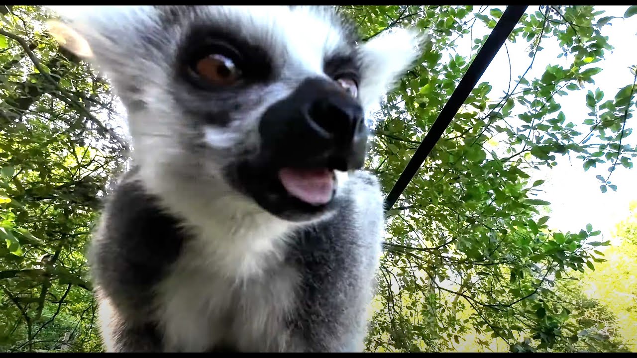 Dudley Zoo