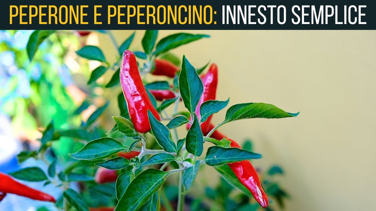 INNESTO SEMPLICISSIMO di peperone 🫑 e peperoncino🌶 | Food Stories