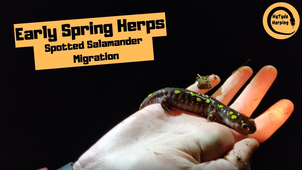 Early Spring Herping (Spotted Salamander Migration and More)