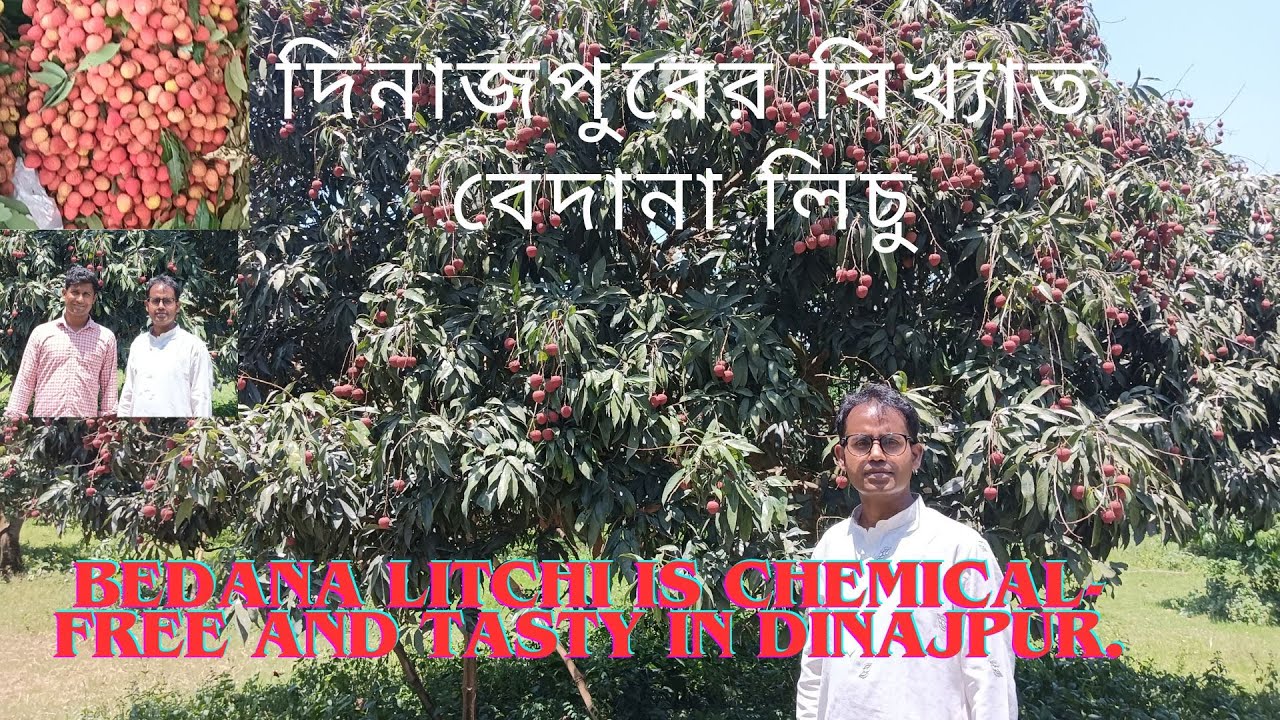 বেদানা লিচু: Bedana litchi is chemical-free and tasty in Dinajpur: ‍দিনাজপুরের বিখ্যাত বেদানা লিচু