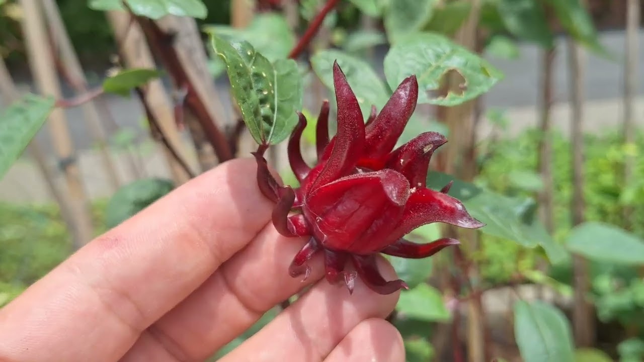 Botanikus a konyhában - 504. - tea hibiszkusz, rozella Red Sorrel (Hibiscus sabdariffa )