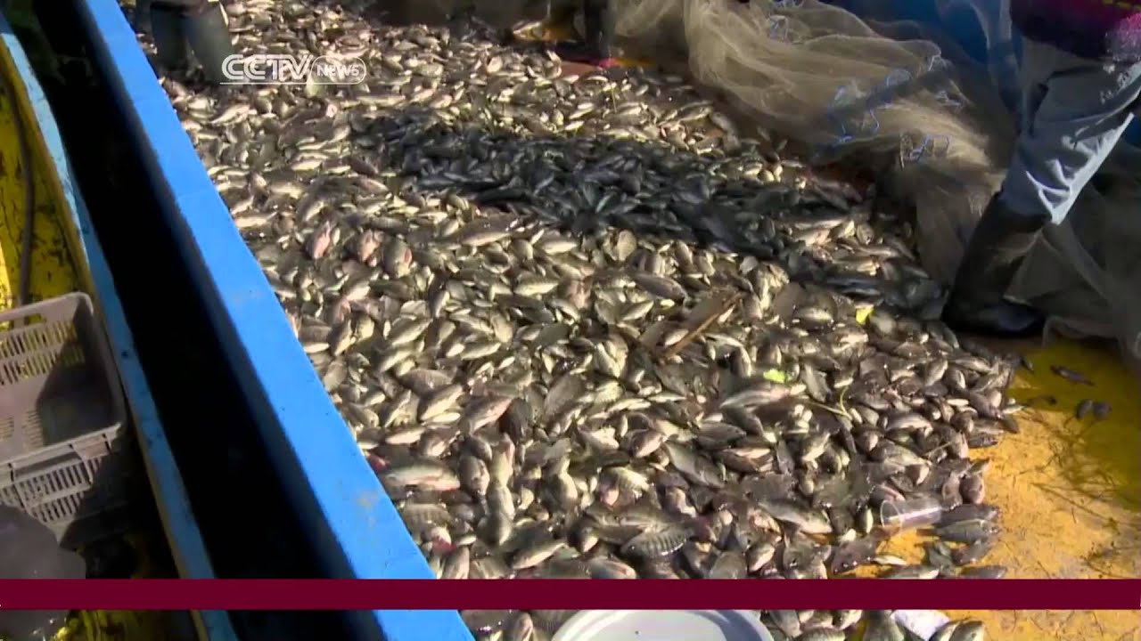 Mexico Wetlands in Danger due to Pollution