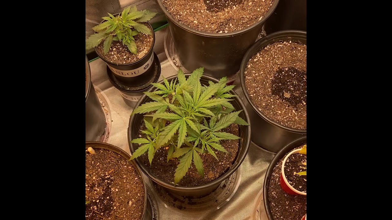 Strawberry Cheesecake Auto Week 03