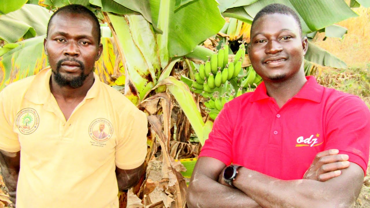 comment il est devenu millionnaire grâce a la production de banane
