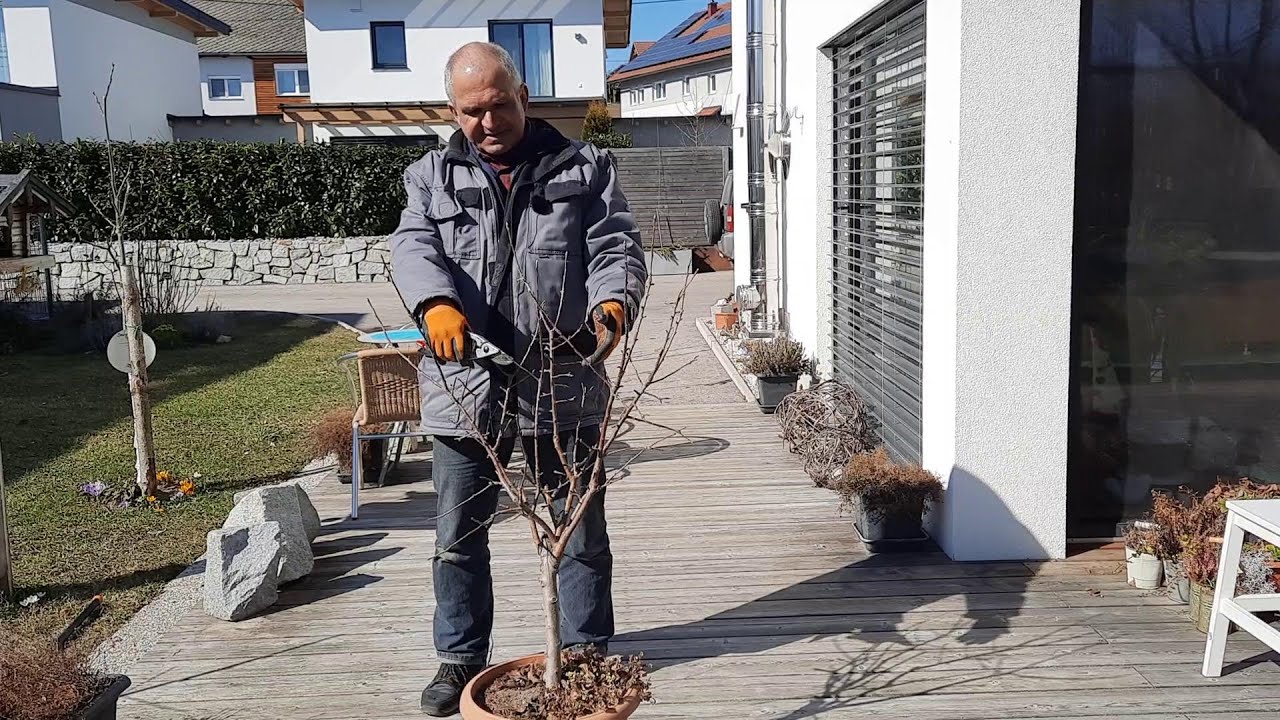 Apfelbaum im Topf richtig schneiden