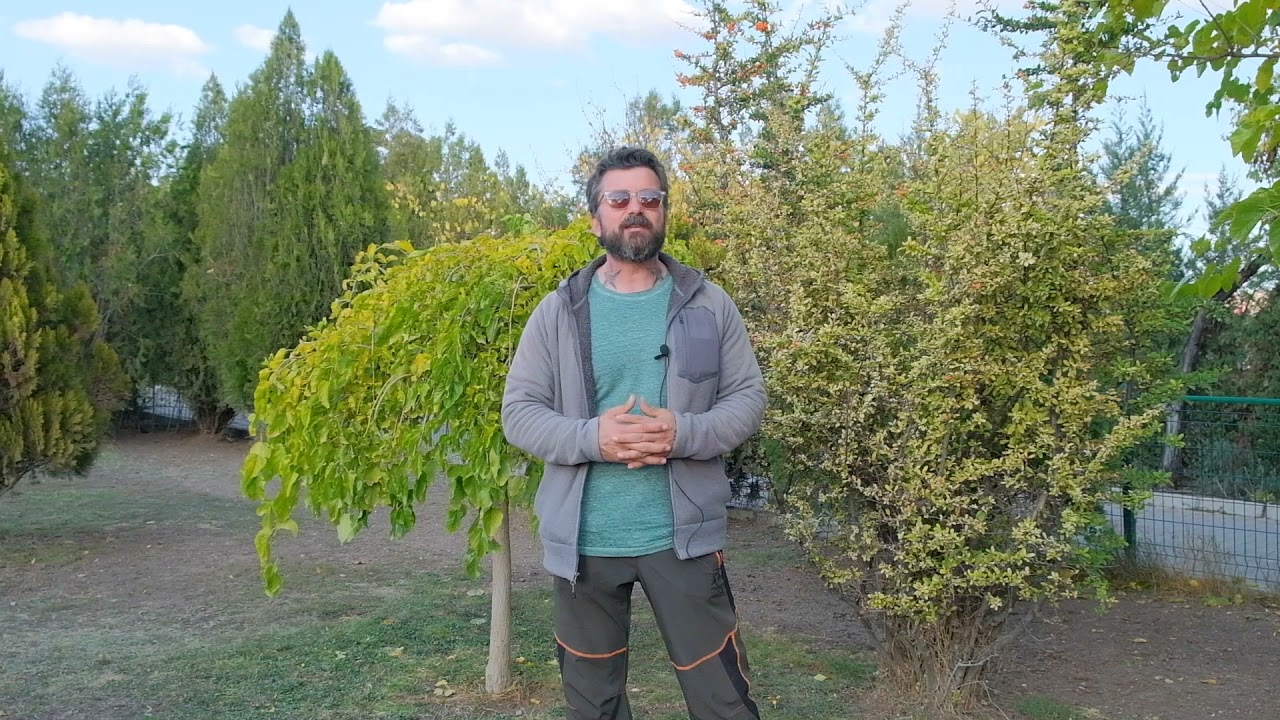 Köpeğinizde Tüy ve Deri Sağlığını Arttırmanın Yolları