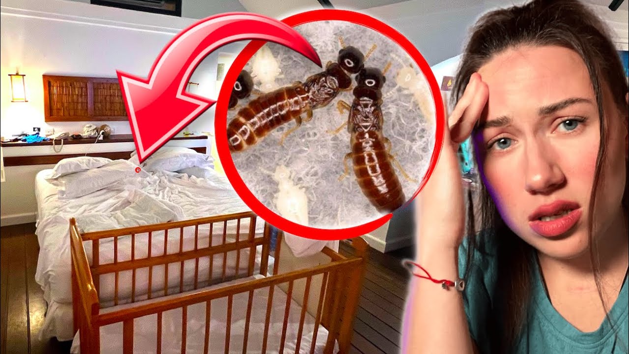 Термиты Напали В Кровати на Мальдивах - Испортили Отдых | Elli Di