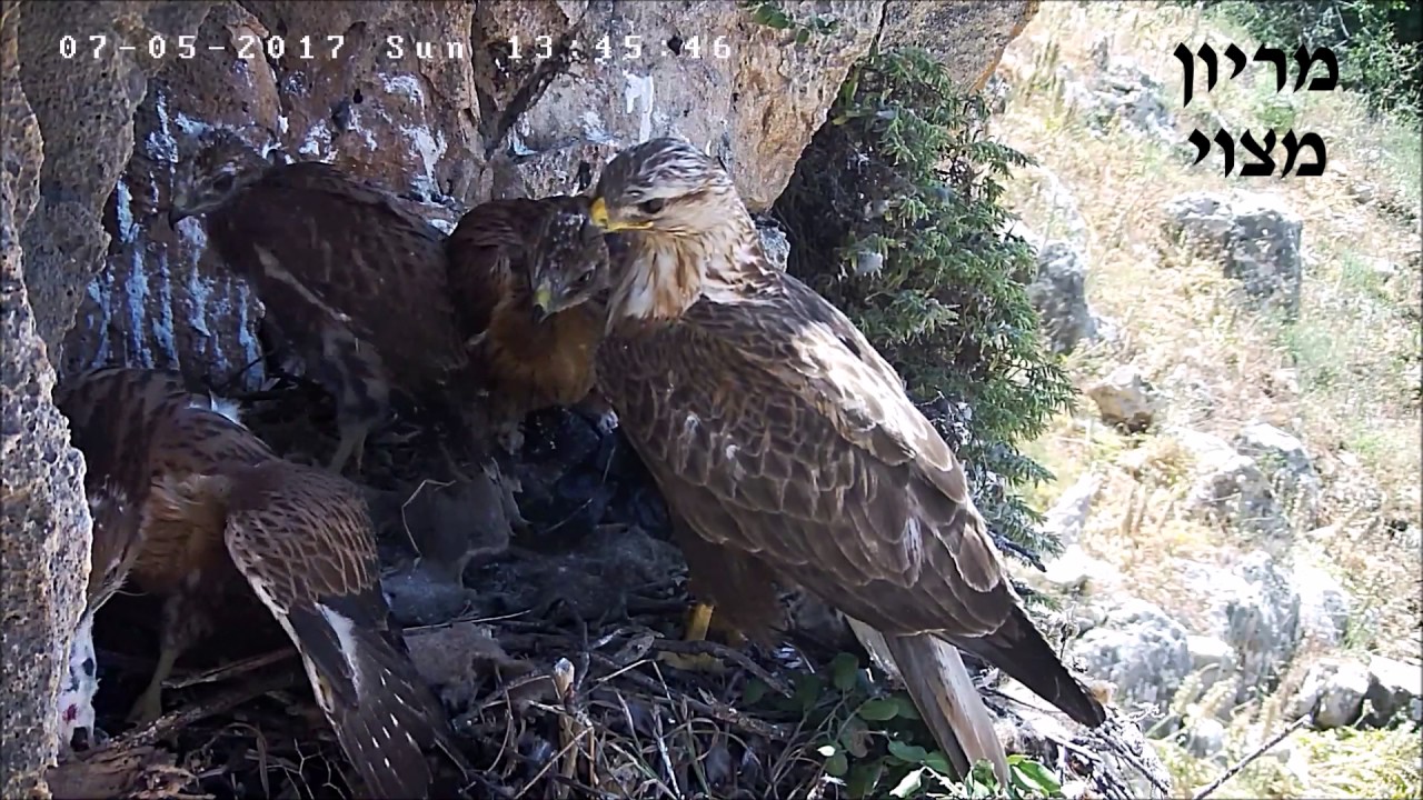 משחקי הכס - Israel Raptor Nest Cam