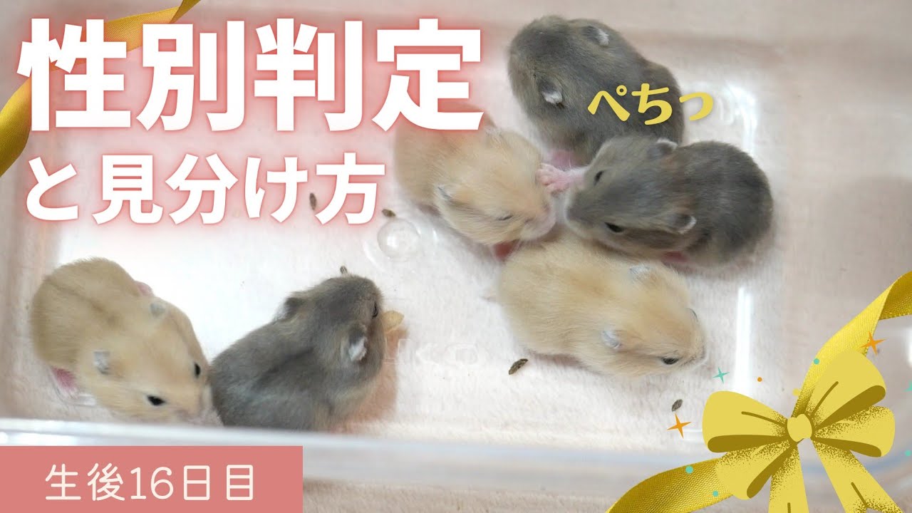 【生後16日目】ハムスター赤ちゃん性別発表＆性別判定の方法～ジャンガリアンハムスター