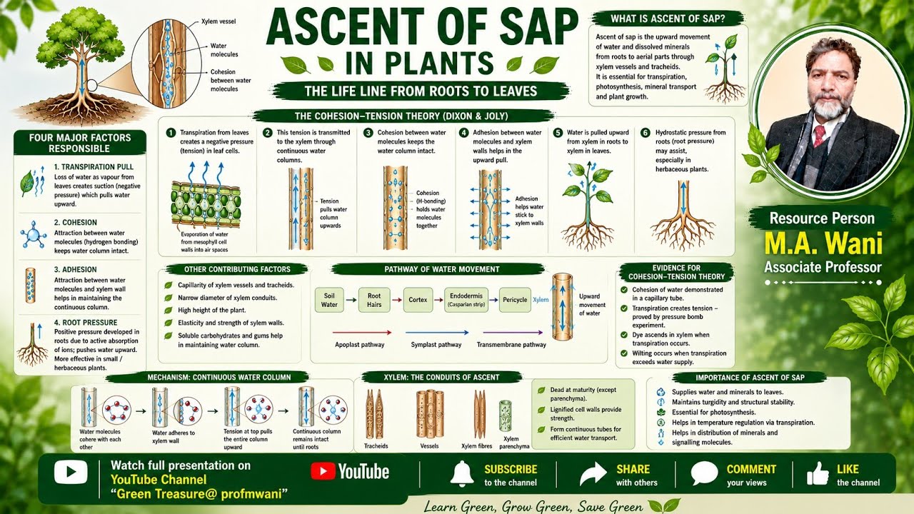Ascent of Sap