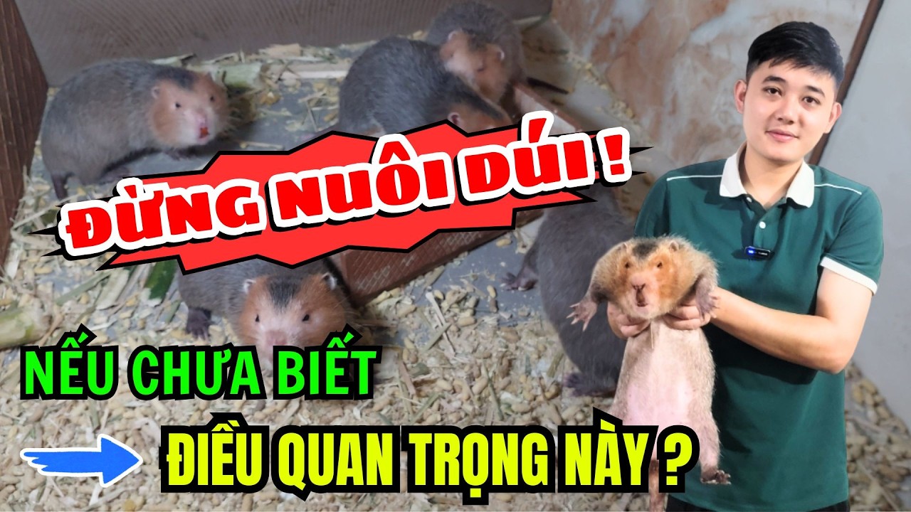 MUỐN NUÔI DÚI MÁ ĐÀO THÁI LAN THÀNH CỒNG, NHẤT ĐỊNH PHẢI BIẾT ĐIỀU NÀY? NUÔI DÚI LÀM GIÀU TẠI HÀ NỘI