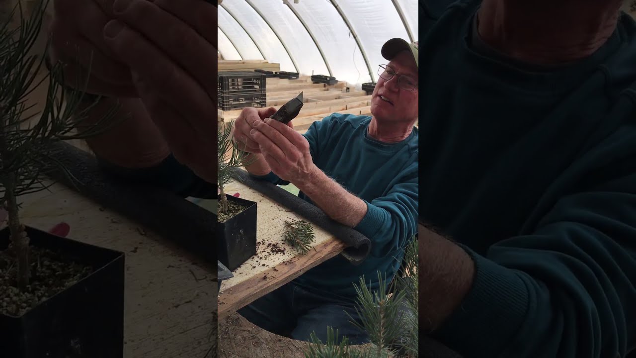 Video #2 - Grafting Dwarf Conifers with Kirk Fieseler
