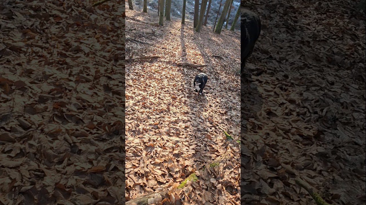 ♥️ Aria, Sport am Morgen 🐕 