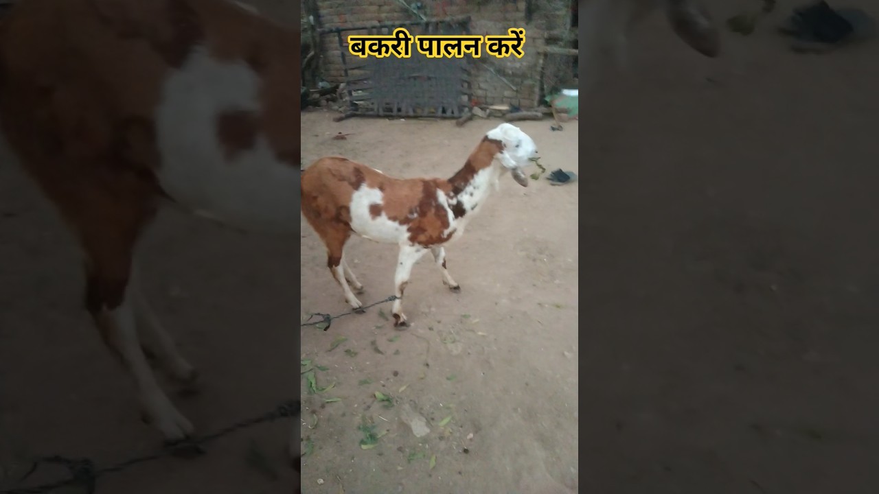 बकरियो 🐐