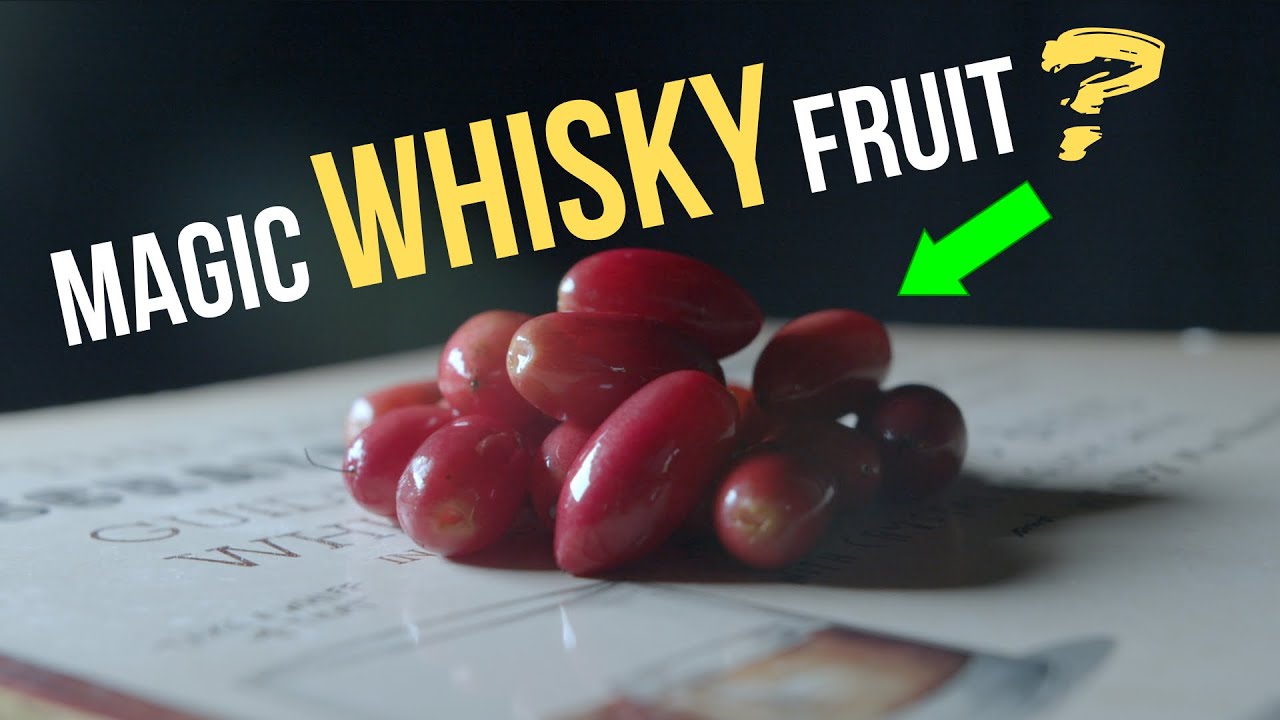 Whisky and MIRACLE FRUIT Taste Test