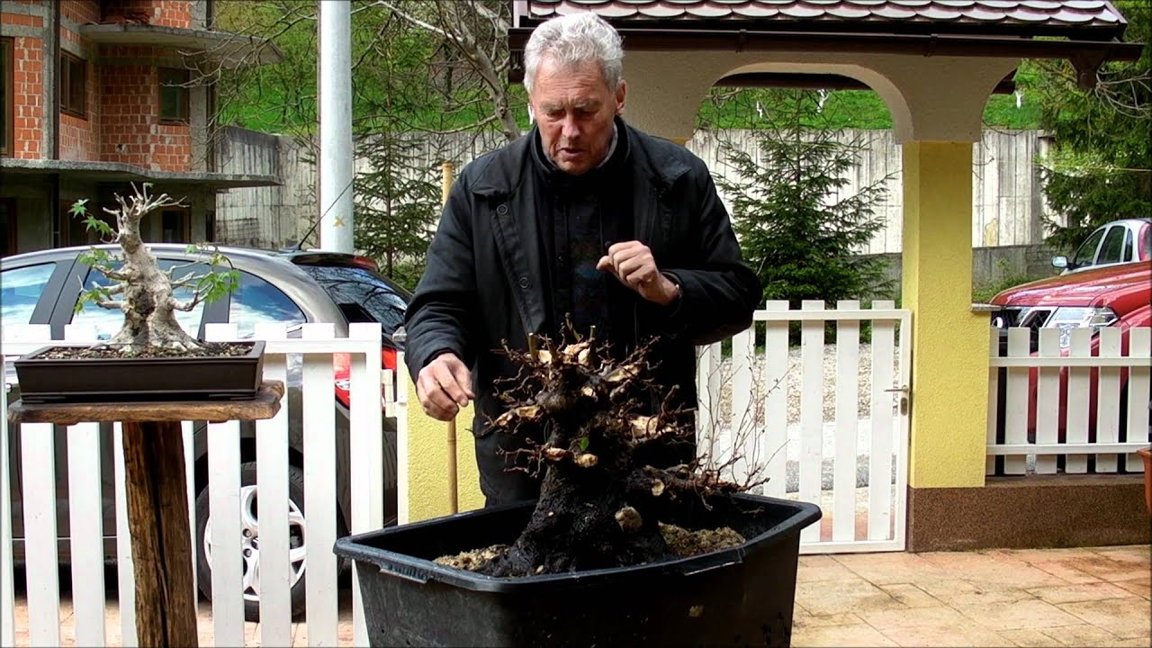 INTERNATIONAL BONSAI ACADEMY - Episode XII - Big deciduous tree, drastic cut back, first wire