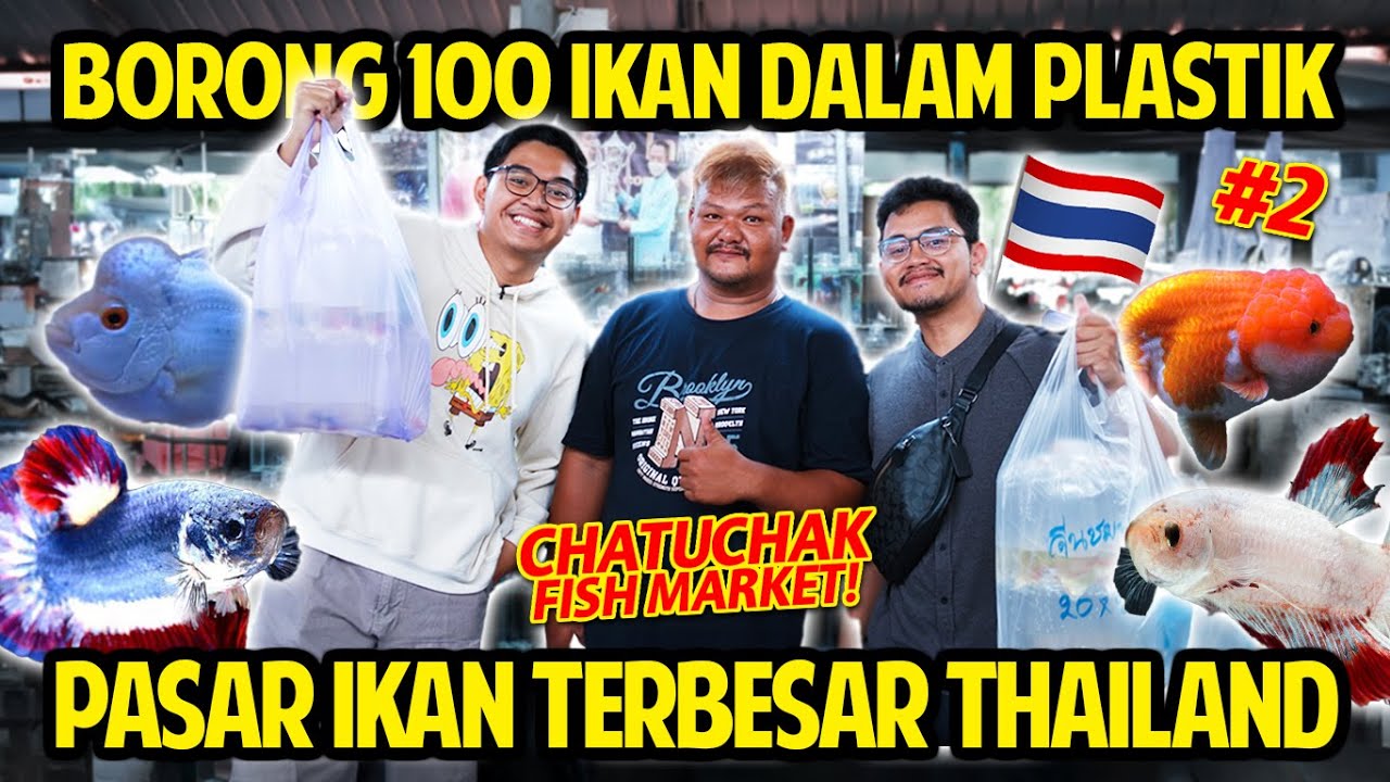 BORONG 100 IKAN DALAM PLASTIK DI CHATUCHAK FISH MARKET! PASAR IKAN TERBESAR DI THAILAND! BETTAFISH!