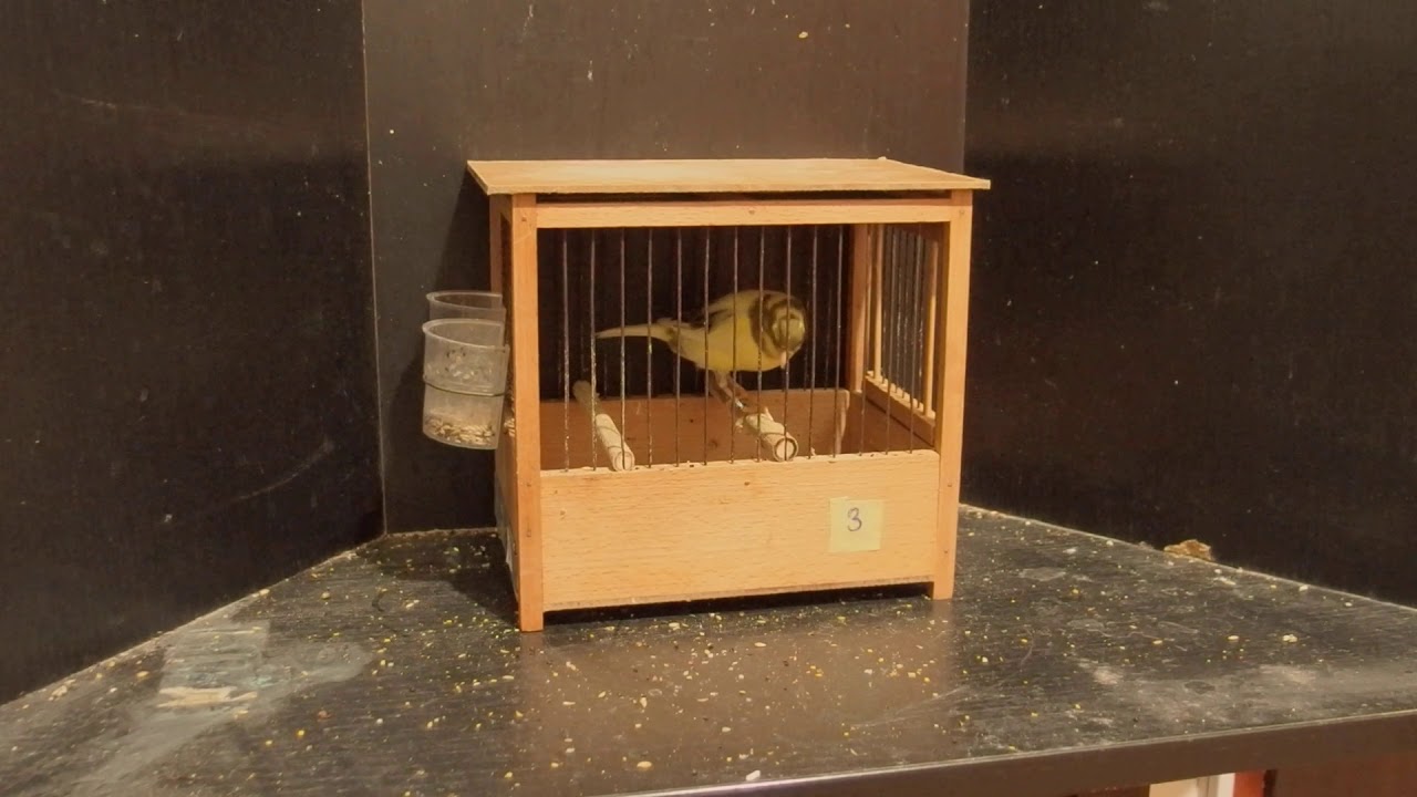 Harzer roller canary