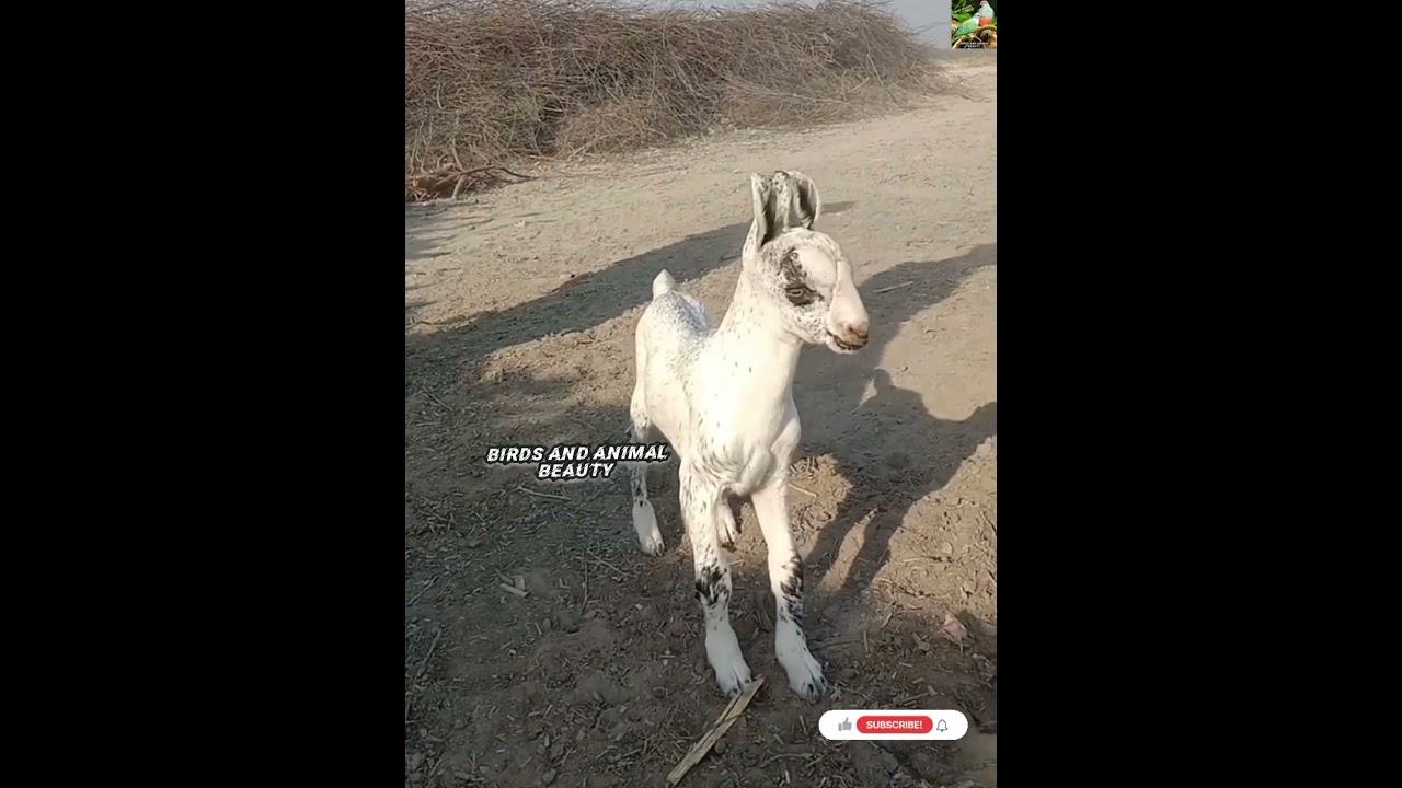 wow deer 🦌 cross breed goat 🐐 kid 🥰 💯 #short #youtube #youtubeshorts
