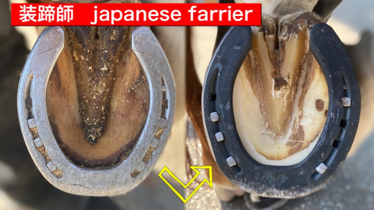 装蹄師　japanese farrier