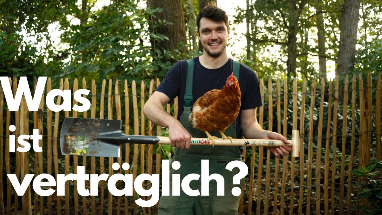 Pflanzen für den Hühnerstall 🐔🌿- nützlich und schön