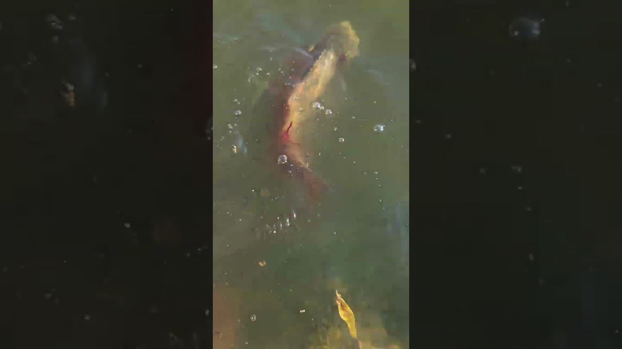 Little bass he is okay I checked after #freshwaterfishingnovice #bassfish #letsfish #fishbait