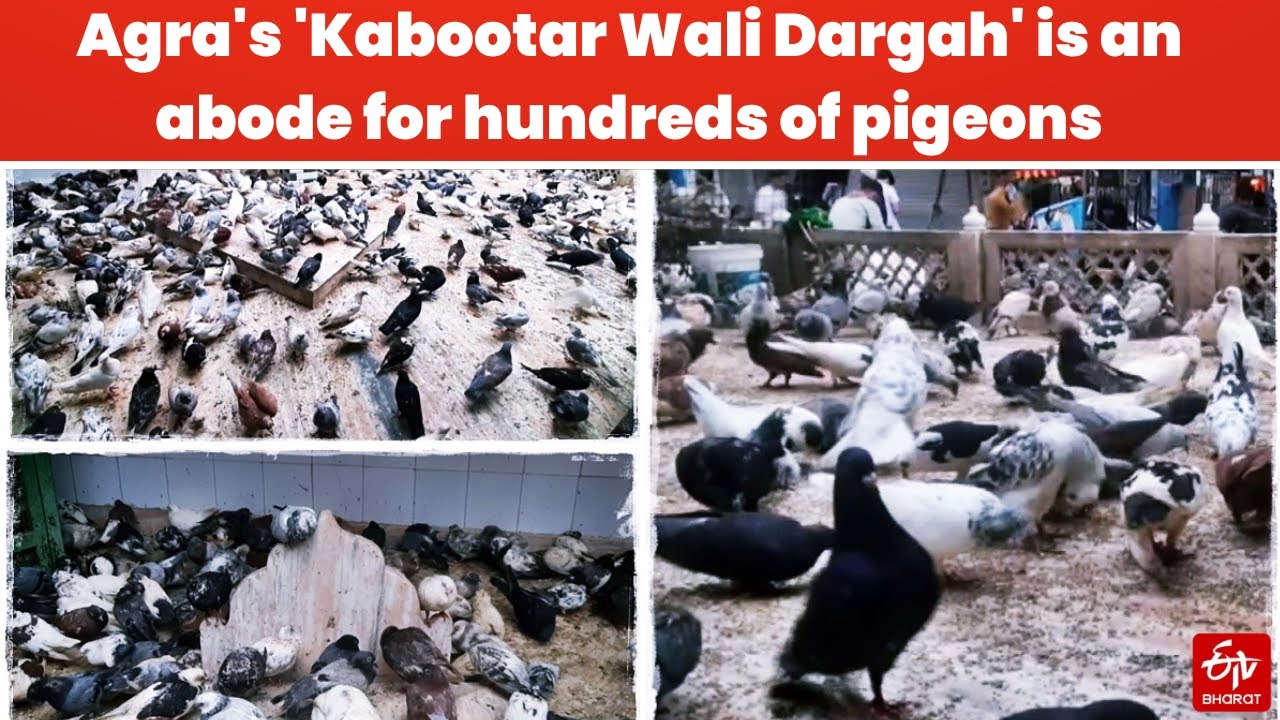 Agra's 'Kabootar Wali Dargah' is an abode for hundreds of pigeons