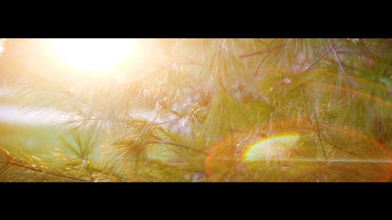 Zhiyun Crane 2 Anamorphic Lens on Panasonic GH5 in 6K Fall Footage