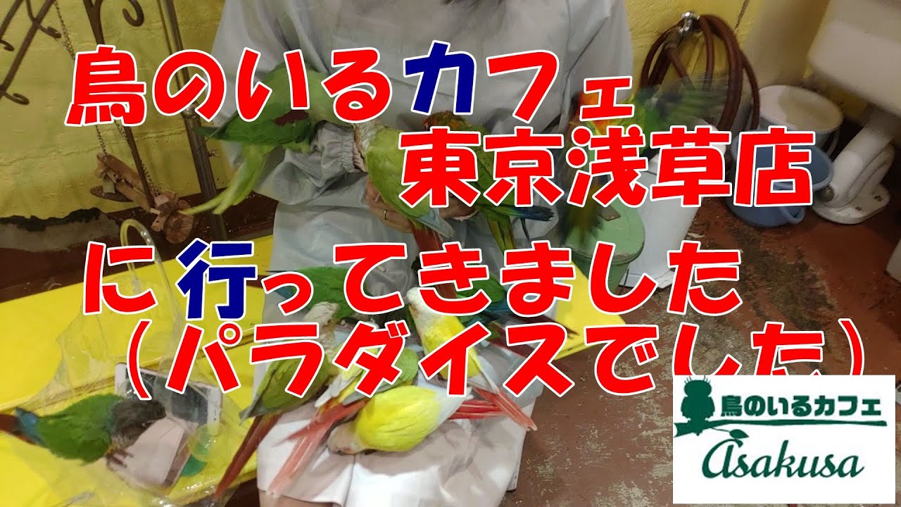 鳥のいるカフェ　東京浅草店　に行ってきました ◆移転してます。詳細はHPへ◆