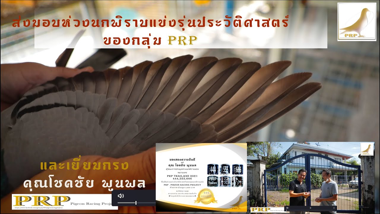 ส่งมอบห่วงประวัติศาสตร์ของกลุ่มนกพิราบแข่ง PRP ให้พี่โชคชัย พูนพล