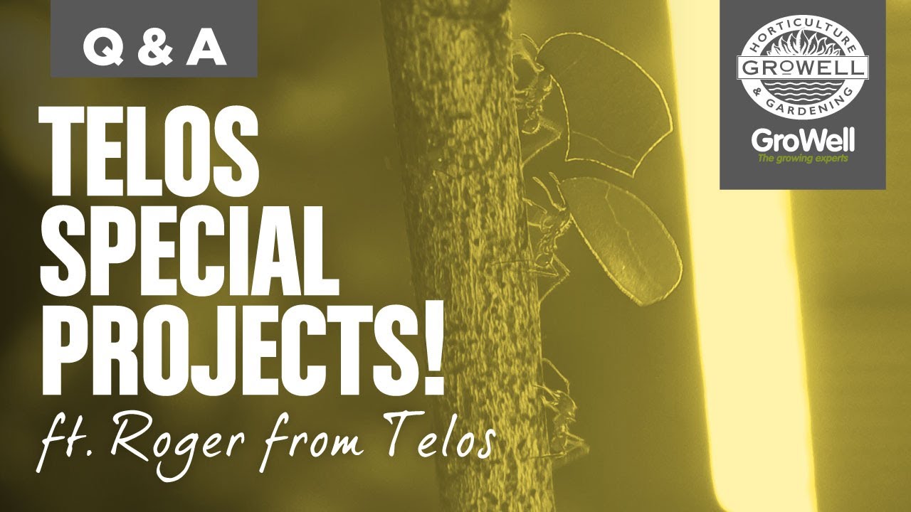 Telos - Special Projects! | ft. Roger from Telos & Rich from Stratford Butterfly Farm | Q&A